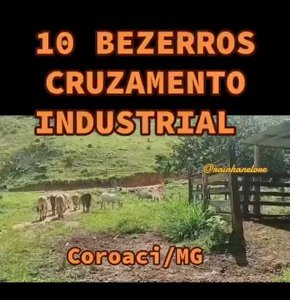 10 Bezerros Cruzamento Industrial - Coroaci/MG