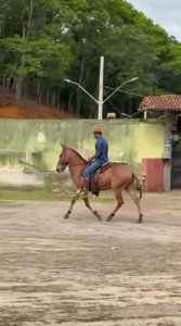 Burro Marchador Filho de Istambul Tarumã