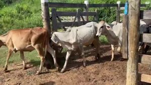 40 Bezerras Nelore Levitas para Venda