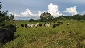 30 Bois em Nacip Raydan - R$ 13/@