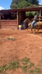 Cavalo Castrado 6 Anos - Montaria